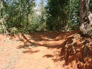 Gleba na Madagaskarze